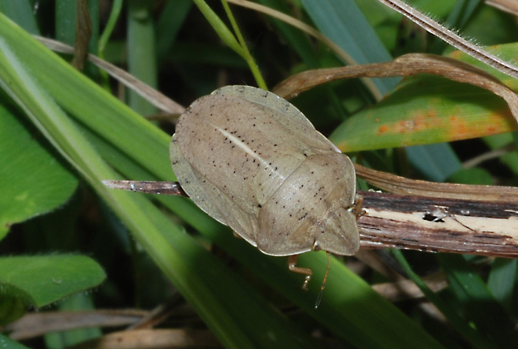 Scutelleridae della Calabria: Eurygaster austriaca